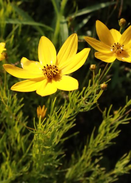Coreopsis Zagreb - Meisjesogen