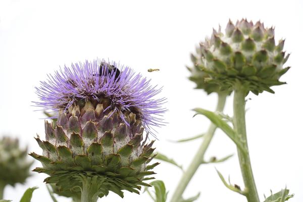 Cynara cardunculus Kardoen (Artisjok familie)