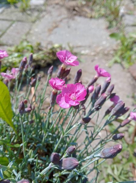 Dianthus chinensis - Chinese anjer