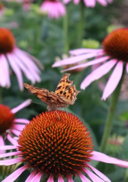 Echinacea Purpurea - Rode Zonnehoed
