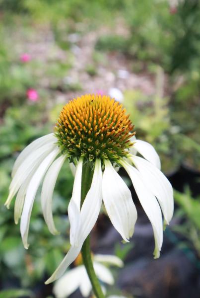 Echinacea Purpurea Alba - Witte Zonnehoed