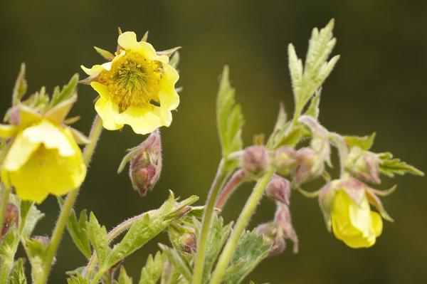 Geum `Lisanne` - Nagelkruid