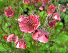 Geum rivale Leonards Variety Knikkend nagelkruid