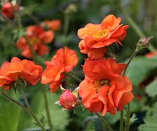 Geum Tempest Scarlet - Nagelkruid
