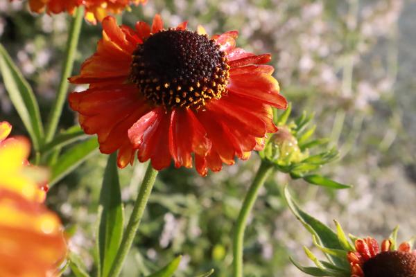 Helenium Short 'n Sassy - Zonnekruid