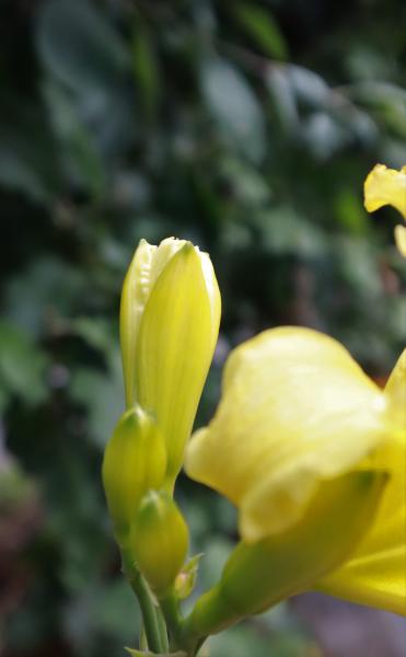 Hemerocallis lilioasphodelus - Daglelie