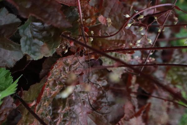 Heuchera hybride neptune - Purperklokje