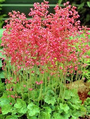 Heuchera sanguinea - Purperklokje