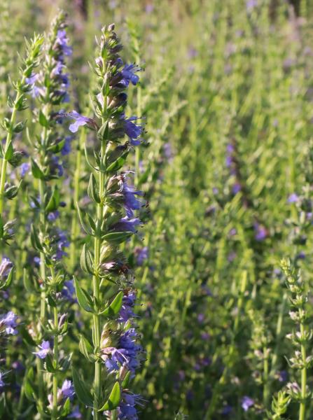 Hysoppus officinalis - Hysop