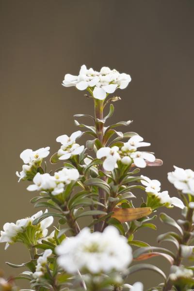 Iberus sempervirens - Scheefkelk