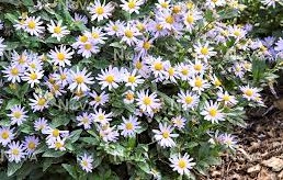 Kalimeris incisa nana blue - Zomeraster