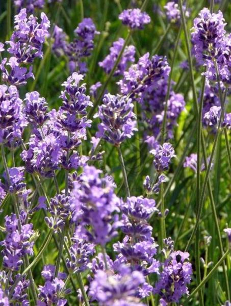 Lavandula Augustifolia Hidcote - Lavendel