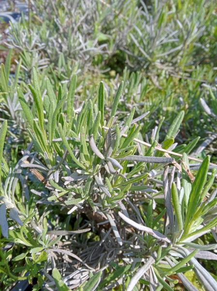 Lavandula Phenomenal - Lavendel