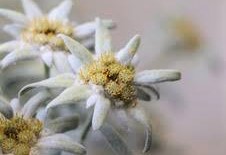 Leontopodium alpinum Blossom of Snow - Edelweiss
