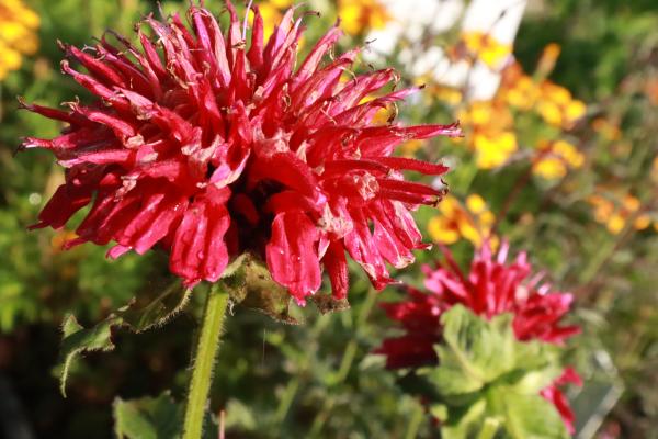 Monarda Fireball - Bergamotplant
