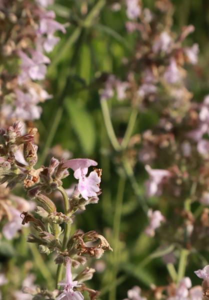 Nepeta racemosa Amelia - Roze kattenkruid
