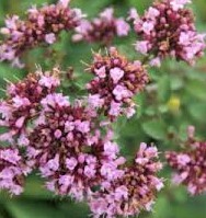 Origanum vulgare Thumbles Variety Oregano