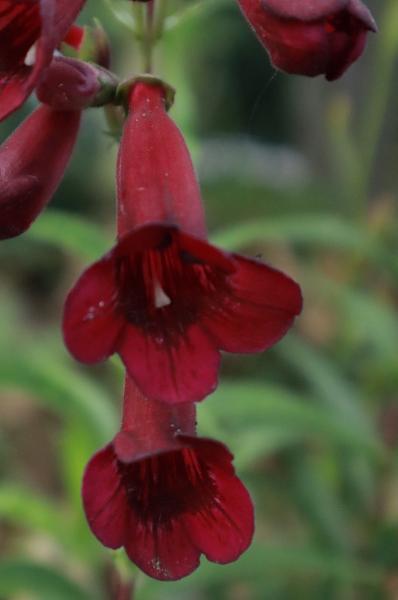 Penstemon Rich Ruby-Schildpadbloem/slangekop