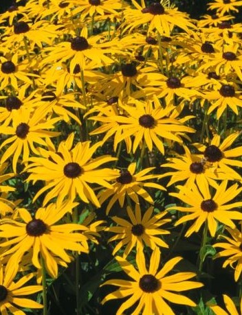 Rudbeckia Fulgida Goldsturm-Zonnehoed