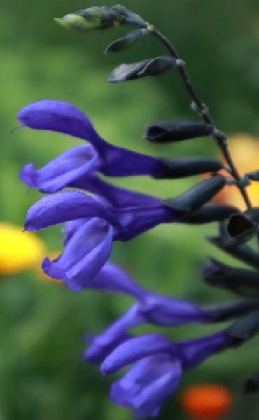 Salvia guaranitica midnight - Salie