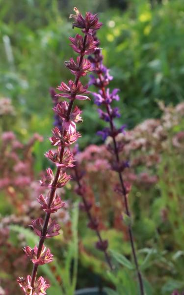 Salvia nemorosa cara donna-Salie