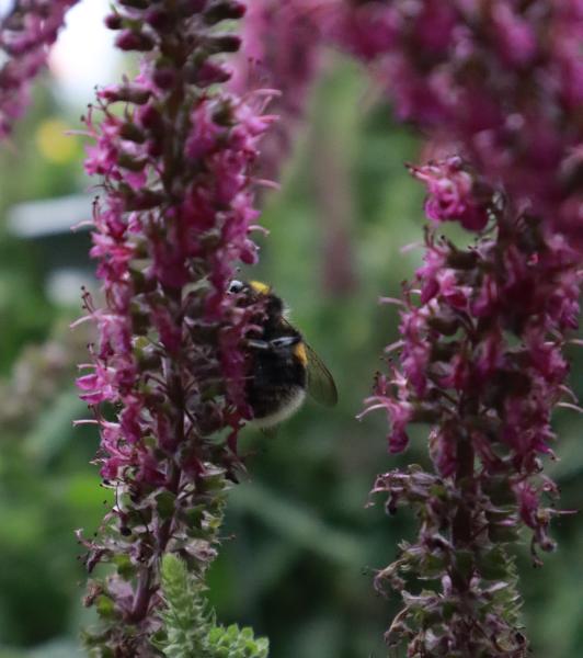 Teucrium hircanium Gamander