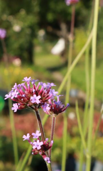 Verbena bonariensis