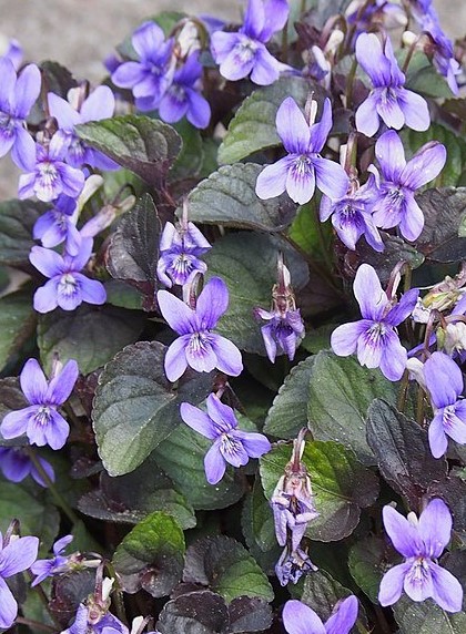 Viola labradorica purpurea Labradorviooltje