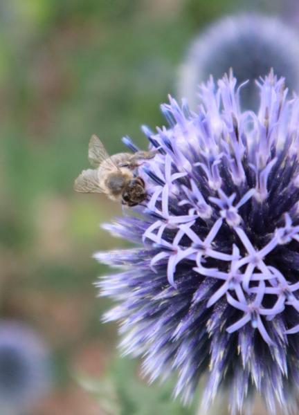 echinops kogeldistel