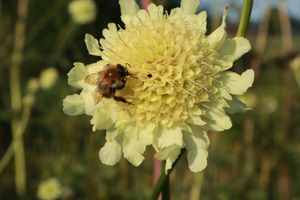 Cephalaria gigantea - Reuzenscabiosa