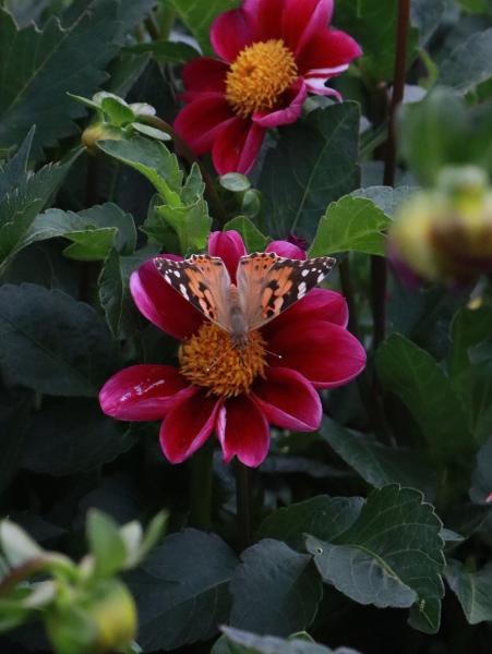 enkel bloemige dahlia